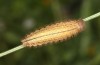 Erebia bubastis: Larva in the fourth and last instar (e.o. rearing, Switzerland, Valais, rearing 2021-2022) [S]