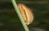 Erebia bubastis: Larva in the fourth and last instar (e.o. rearing, Switzerland, Valais, rearing 2021-2022) [S]