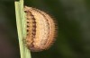 Erebia bubastis: Larva in the fourth and last instar (e.o. rearing, Switzerland, Valais, rearing 2021-2022) [S]