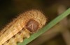 Erebia bubastis: Larva in the fourth and last instar (e.o. rearing, Switzerland, Valais, rearing 2021-2022) [S]