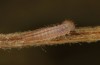 Erebia bubastis: Larva in the first instar (e.o. rearing, Switzerland, Valais, rearing 2021-2022) [S]