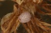 Erebia bubastis: Egg (Switzerland, Valais, August 2021, leg. Gregor Markl) [S]