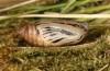 Erebia bubastis: Pupa (e.o. rearing, Switzerland, Valais, rearing 2021-2022) [S]