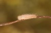 Erebia bubastis: Larva in the first instar (e.o. rearing, Switzerland, Valais, rearing 2021-2022) [S]
