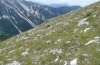 Erebia calcaria: Habitat in the S-Austrian Karawanken (slope in the foreground), August 2012 [N]