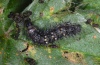 Vanessa cardui: Larva in penultimate instar in moult rest (Madeira, March 2013) [M]