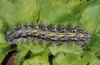 Vanessa cardui: Larva (Madeira 2013) [M]