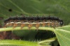 Vanessa cardui: Larva (e.l. Tenerife 2012) [S]