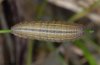 Erebia cassioides: Larva in penultimate instar (ssp. cassioides, e.o. Heiligenblut) [S]