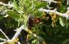 Libythea celtis: Falter an Blattlausausscheidungen an einer Wildbirne saugend (Griechenland, Lesbos, Ende Mai 2022) [N]
