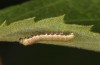 Libythea celtis: L3-larva (central Spain, Avila, Mombeltran, 08. May 2022) [M]