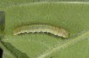 Libythea celtis: L4-larva (NW-Italy, Susa, 20. May 2007) [S]