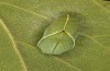 Libythea celtis: Pupa in the field (Greece, Peloponnese, Taygetos, mid-May 2022) [M]