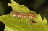 Libythea celtis: L5-larva (Greece, Peloponnese, Taygetos, mid-May 2022) [M]