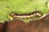 Libythea celtis: L5-larva (central Spain, Avila, Mombeltran, 13. May 2022) [S]