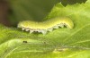 Libythea celtis: L5-larva (Greece, Peloponnese, Taygetos, mid-May 2022) [S]