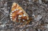 Boloria chariclea: Männchen (Nordfinnland, Kilpisjärvi, Ende Juni 2020) [N]