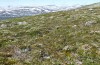 Boloria chariclea: Habitat (N-Finland, Kilpisjärvi, late June 2020) [N]