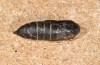 Erebia christi: Pupa prior to hatching (Simplon south side, 2200m)