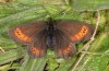 Erebia christi: Female (Simplon south side, 2200m)