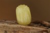 Erebia christi: Fresh egg (Simplon south side, 2200m)