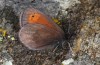 Erebia christi: Male (Simplon south side, 2200m)