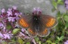 Erebia christi: Female (Simplon south side, 2200m)