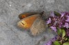 Erebia christi: Female (Simplon south side, 2200m)