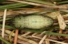 Erebia christi: Pupa (Simplon south side, 2200m)