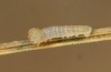 Erebia christi: L1 larva (Simplon south side, 2200m)