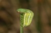 Erebia christi: L4 larva (Simplon south side, 2200m)