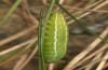 Erebia christi: L4 larva (Simplon south side, 2200m)