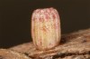 Erebia christi: Egg after a few days (Simplon south side, 2200m)