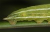 Erebia christi: L4 larva (Simplon south side, 2200m)