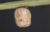 Erebia christi: Egg shortly before hatching (Simplon south side, 2200m)