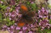 Erebia christi: Male (Simplon south side, 2200m)
