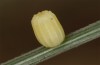 Erebia christi: Fresh egg (Simplon south side, 2200m)