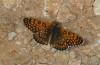 Melitaea cinxia: Männchen (Provence, Rians, Ende Mai 2013) [N]