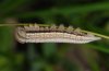 Aulocera circe: Larva after the last moult (Provence, France) [S]