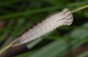 Aulocera circe: Larva after the last moult  [S]