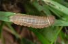Erebia claudina: Half-grown larva [S]