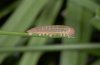 Erebia claudina: Young larva lateral [S]