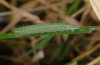 Kirinia climene: Half-grown larva [S]