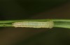 Coenonympha corinna: Raupe L2 (e.o. Sardinien, 2023) [S]