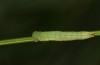 Coenonympha corinna: Raupe L3 (e.o. Sardinien, 2023) [S]