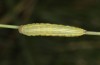 Coenonympha corinna: Raupe im letzten Stadium (e.o. Sardinien, 2023) [S]