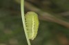 Coenonympha corinna: Raupe im letzten Stadium (e.o. Sardinien, 2023) [S]