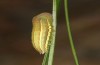 Coenonympha corinna: Raupe im letzten Stadium (e.o. Sardinien, 2023) [S]
