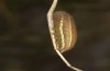 Coenonympha corinna: Raupe vor der Verpuppung. Auch grüne Raupen färben sich dann nach Rotbraun um (e.o. Sardinien, 2023) [S]