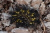 Euphydryas cynthia: Raupe (Lüner See, Rätikon, Anfang Juli 2011) [N]